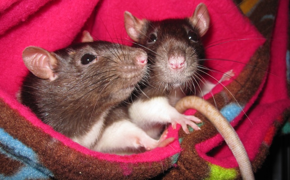 Check out these sweet baby girl rats!
